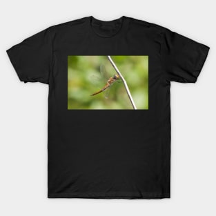 Dragonfly T-Shirt